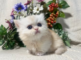 ミヌエット　仔猫　販売　京都　長毛