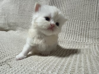 ミヌエット　仔猫　販売　京都　長毛