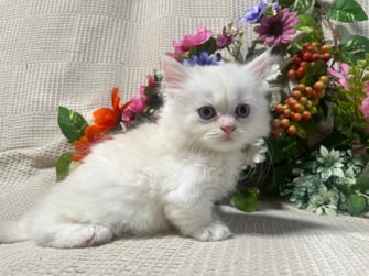 ミヌエット　仔猫　販売　京都　長毛