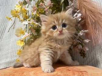 ミヌエット　仔猫　販売　京都　長毛