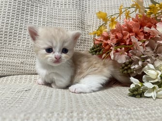 ミヌエット　仔猫　販売　京都　長毛