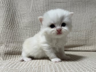 ミヌエット　仔猫　販売　京都　長毛