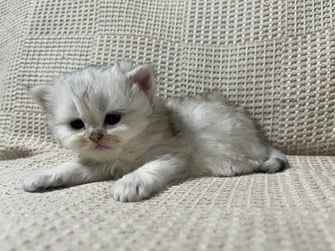 ミヌエット　仔猫　販売　京都　長毛