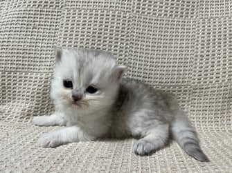 ミヌエット　仔猫　販売　京都　長毛