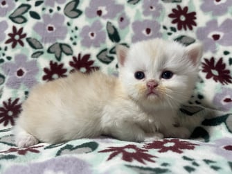 ミヌエット　仔猫　販売　京都　長毛