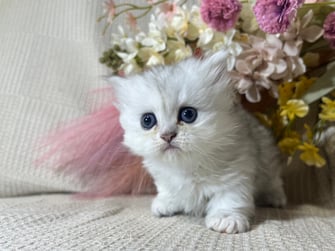 ミヌエット　仔猫　販売　京都　長毛