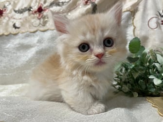 ミヌエット　仔猫　販売　京都　長毛