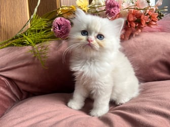 ミヌエット　仔猫　販売　京都　長毛