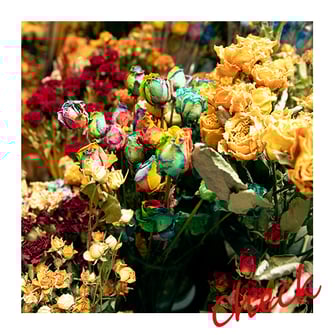 名古屋市_フウユウカ スミレ リリカル