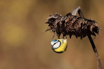 Blaumeise (Foto: Hermann Rank)