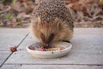 Igel am Futternapf (Foto: Götte)