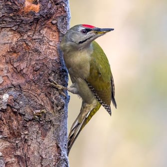 Grauspecht; Ansgar Forster