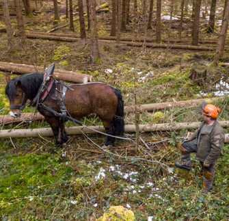 Einsatz von Rückepferden zur schonenden Bringung von Holz. Foto: Ralph Sturm