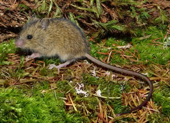 Waldbirkenmaus, Foto: Dr. Richard Kraft