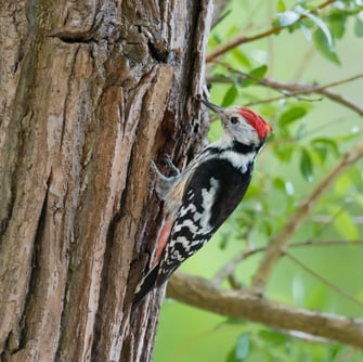 Mittelspecht, Foto: Christoph Bosch