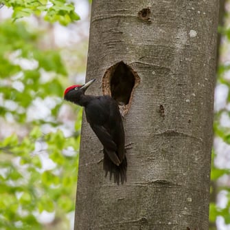 Schwarzspecht, Foto: Ralph Sturm