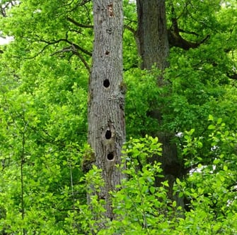 Manche Fledermausarten nutzen gerne alte Spechthöhlen als Unterschlupf. Foto: Martin Werneyer