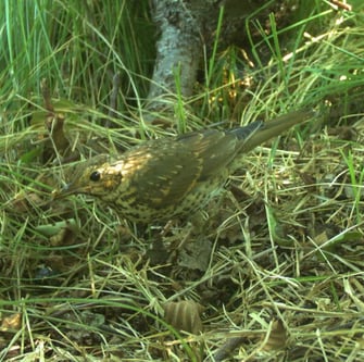 Singdrossel, Foto: David Stille