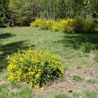 Fünf Jahre nach Beginn der intensiven Bekämpfung hat sich die Fläche bereits deutlich verändert. Foto: M. Werneyer