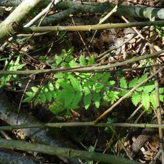 Astwerk schützt nachwachsende Bäume vor Verbiss. Foto: M. Werneyer