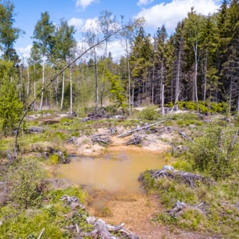 Struktrureicher Lebensraum und offene Wasserflächen bieten einen gedeckten Tisch für unsere Fledermäuse, Foto: Ralph Sturm