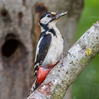 Männlicher Buntspecht, Foto: Ralph Sturm