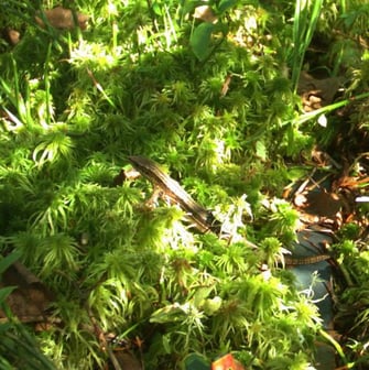 Waldeidechse, Foto: David Stille