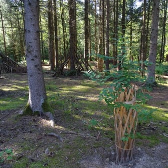 Wuchshüllen aus Holz schützen junge Einzelbäume. Foto: M. Werneyer