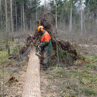 Echte Handarbeit: Fichten werden geschlitzt, damit sich der Borkenkäfer nicht entwickeln kann und wir die Bäume im Wald belassen können, Foto: M. Werneyer