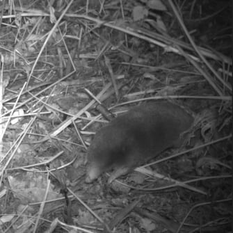 Maulwurf, Foto: David Stille