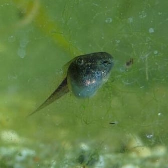 Das Leben einer Kaulquappe ist gefährlich. Wo es Fische oder Seefrösche gibt, sind die Verluste oft zu hoch. Foto: Dr. M. WerneyerWenn die Gewässer möglichst frei sind 