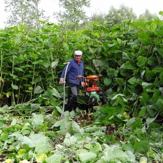 Staudenknöterichbestand im Mai 2015, Foto: M. Werneyer