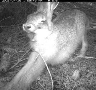 gähnender Feldhase, Foto: David Stille