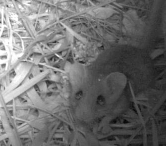 Haselmaus, Foto: David Stille