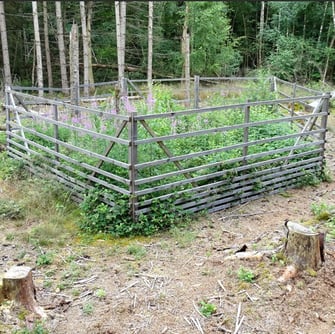 Sogenannte Hordengatter schützen junge Bäume vor Verbiss, Foto: M. Werneyer