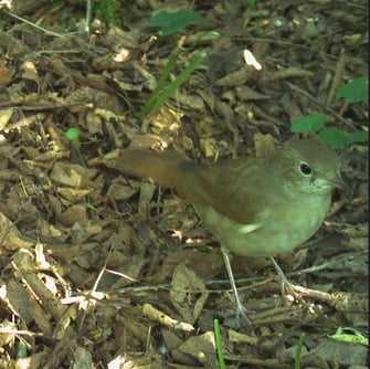 Nachtigall, Foto: David Stille