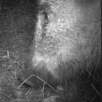 Wildschwein, Foto: David Stille