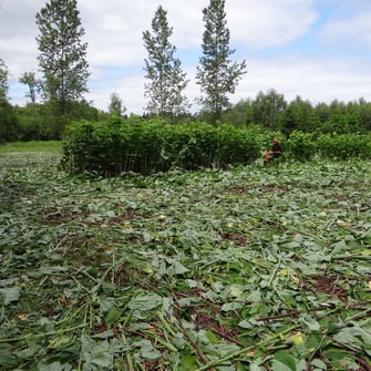 Der Staudenknöterich kann sehr große Reinbestände entwickeln. Hier wächst sonst nichts mehr. Foto: Josef Goß