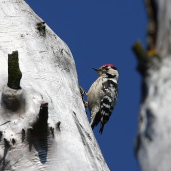 Kleinspecht, Foto: Zdenek Tunka