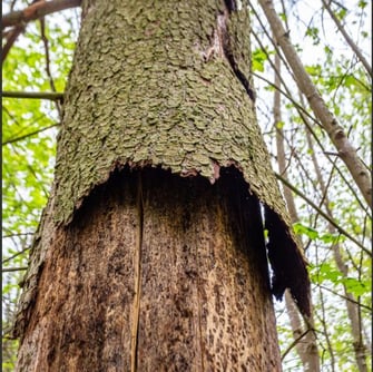 Stehendes Totholz mit abstehender Rinde: Hier können sich Fledermäuse verstecken. Foto: Ralph Sturm