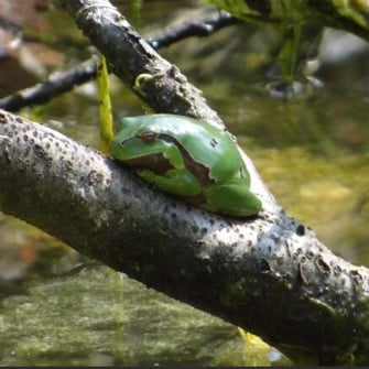 Laubfrösche können klettern und tun das auch gerne, z.B. um sich zu sonnen, aber auch um Insekten zu jagen. Foto: Dr. M. Werneyer