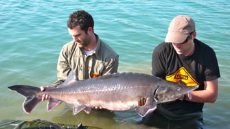 esturgeon bélouga huso huso