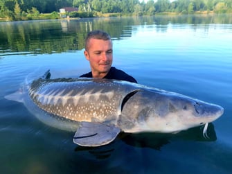 esturgeon transmontanus