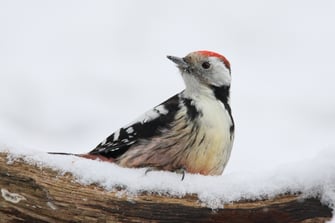 Mittelspecht: Frank Derer (LBV Bildarchiv)