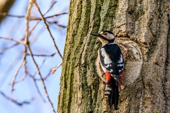 Ein Buntspecht sitzt an einem Baumstamm