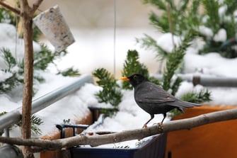 Amsel beäugt das Futter - LBV-Bildarchiv Foto: Claudia Becher