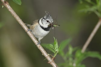 Haubenmeise mit dem großen Fang - LBV-Bildarchiv Foto: Dieter Hopf 