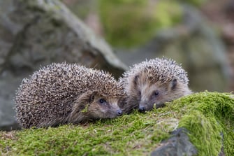 Igel - LBV-Bildarchiv Foto: Marcus Bosch