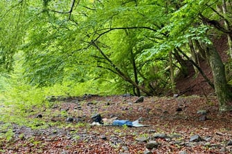 清流のほとりの森で一人の内省｜よる森（群馬県上野村 14周年記念）
