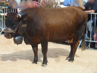 La robe de la race Hérens est unie variant du noir au fauve
